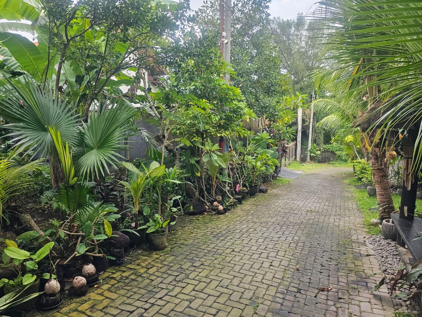 Tanah padonan canggu