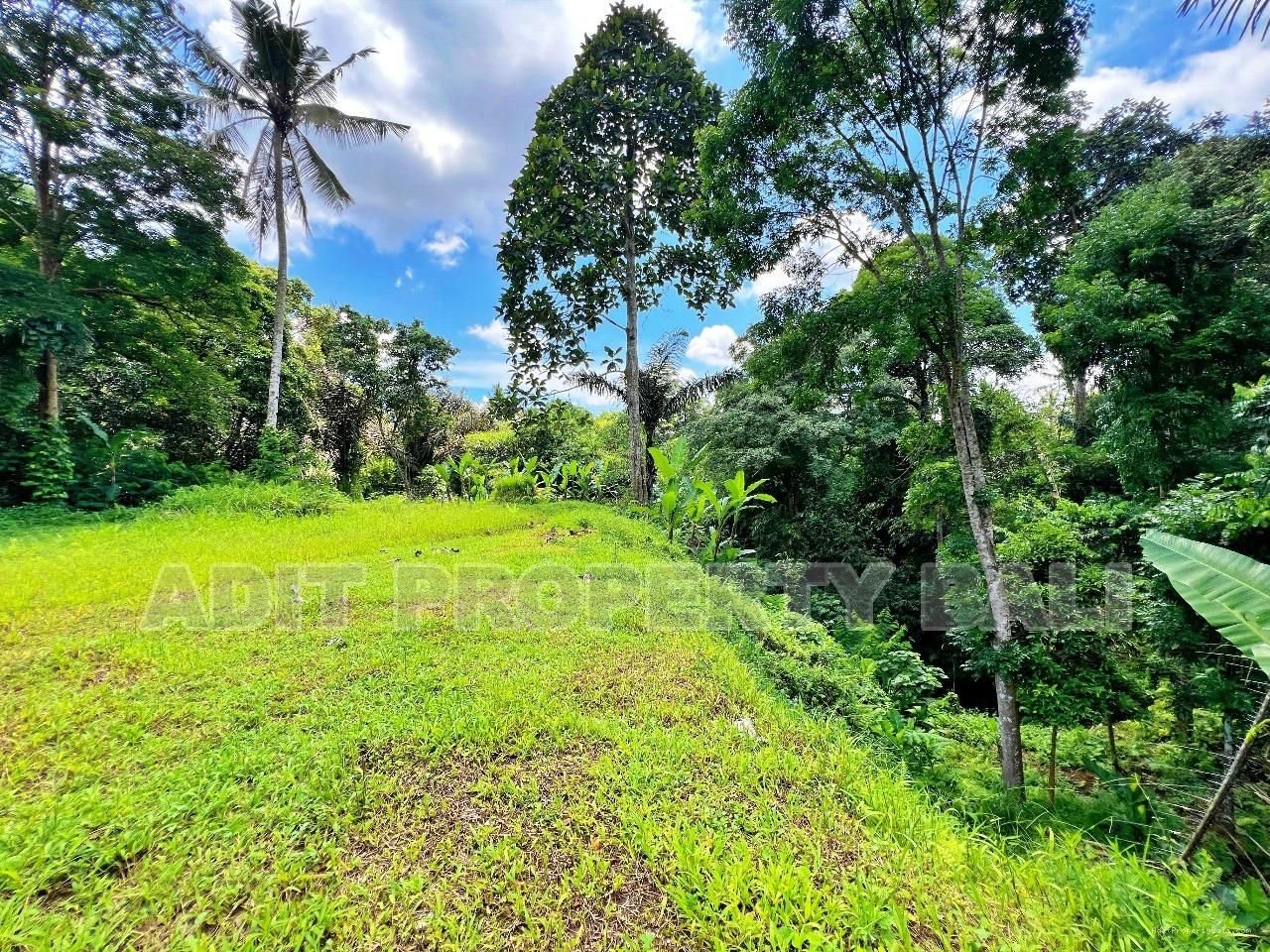 Tanah jungle payangan ubud