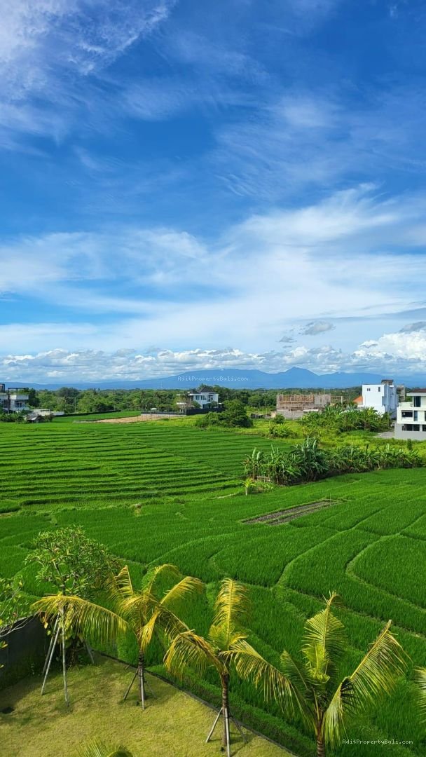 Villa Rice field view cemagi