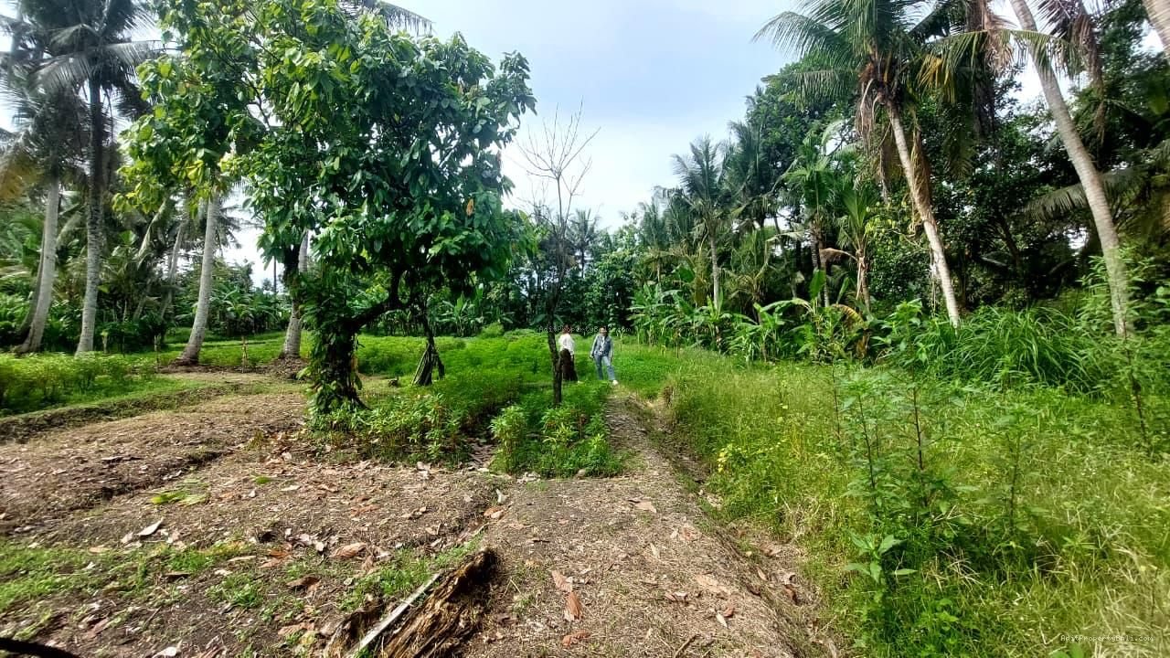 Tanah Los Sungai Kedungu Kediri Tabanan Bali