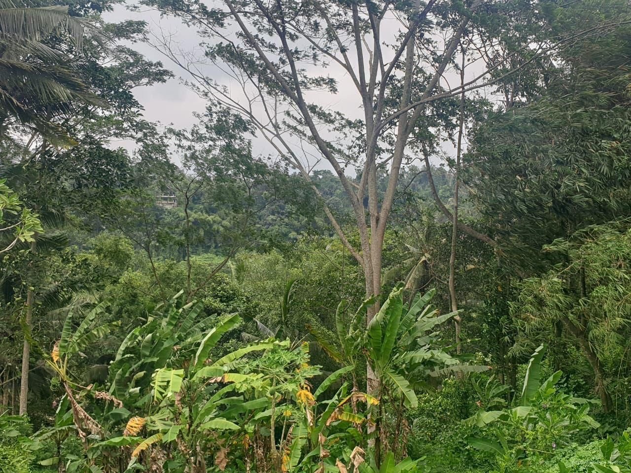 Tanah Los Sungai Kedewatan Ubud Gianyar
