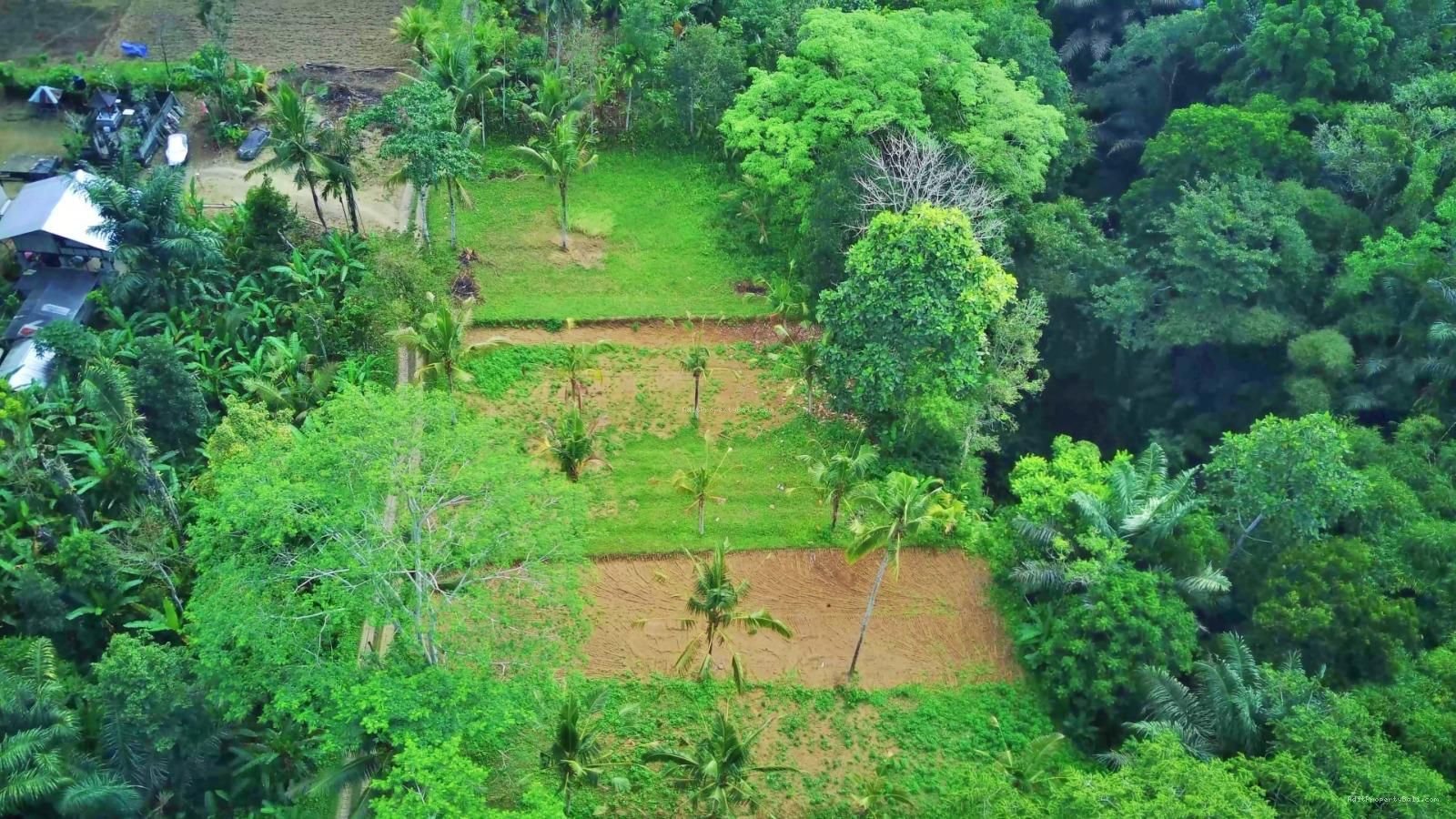 Tanah jungle payangan ubud bali