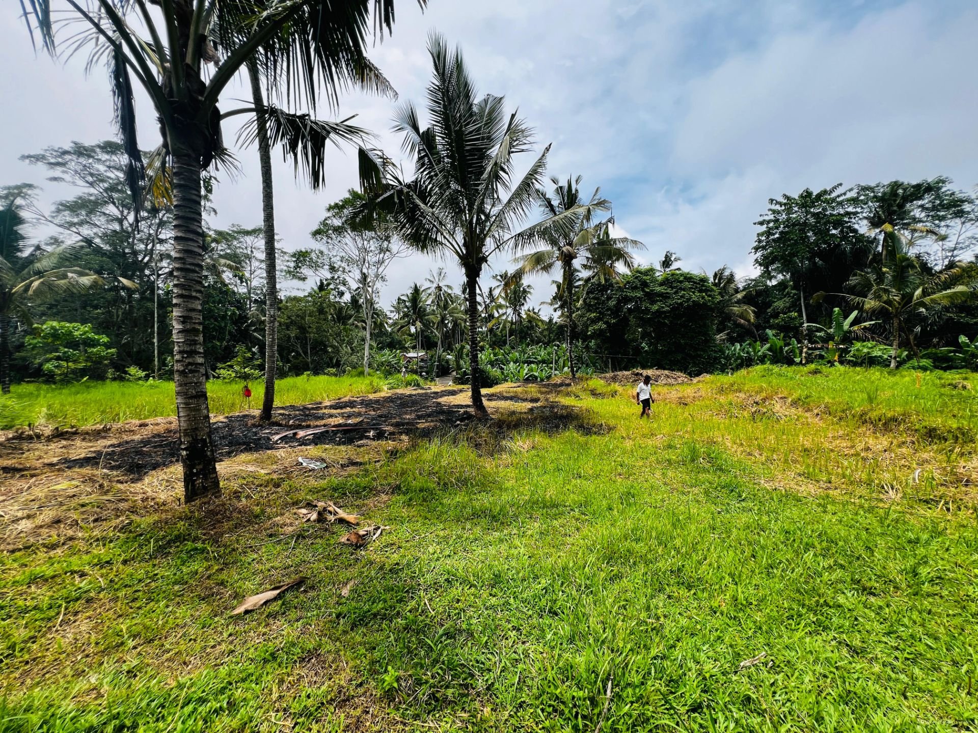 Tanah jungle payangan ubud bali