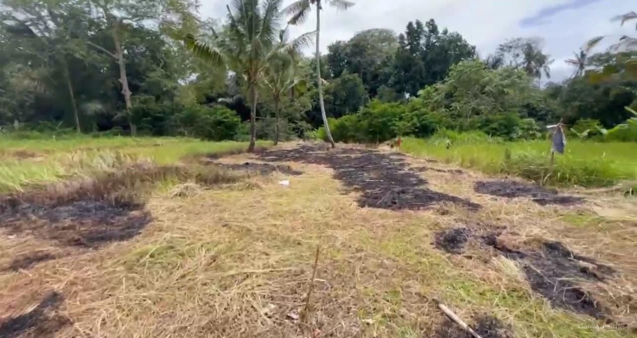 Tanah jungle payangan ubud bali