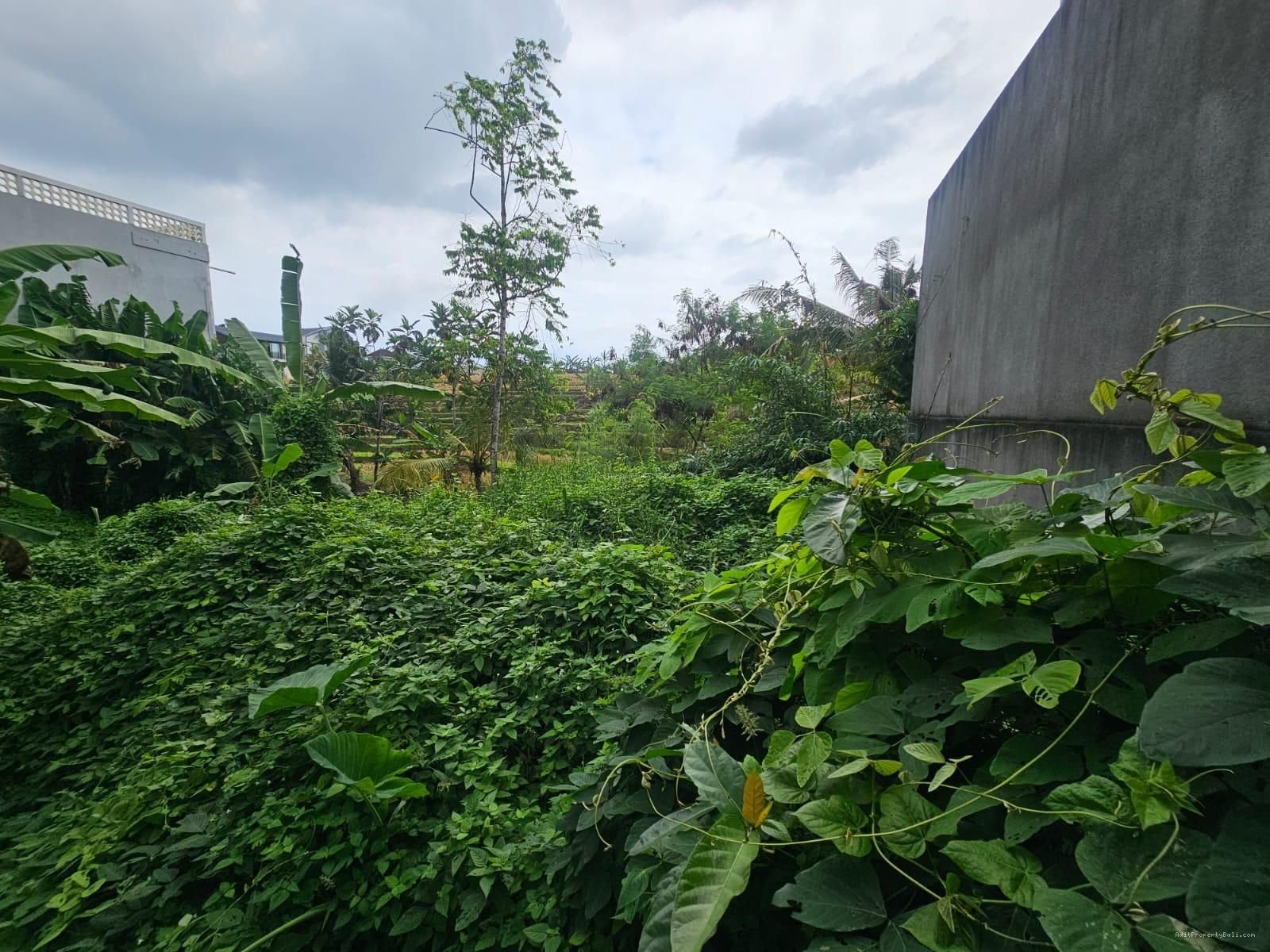 Tanah view sawah buduk mengwi