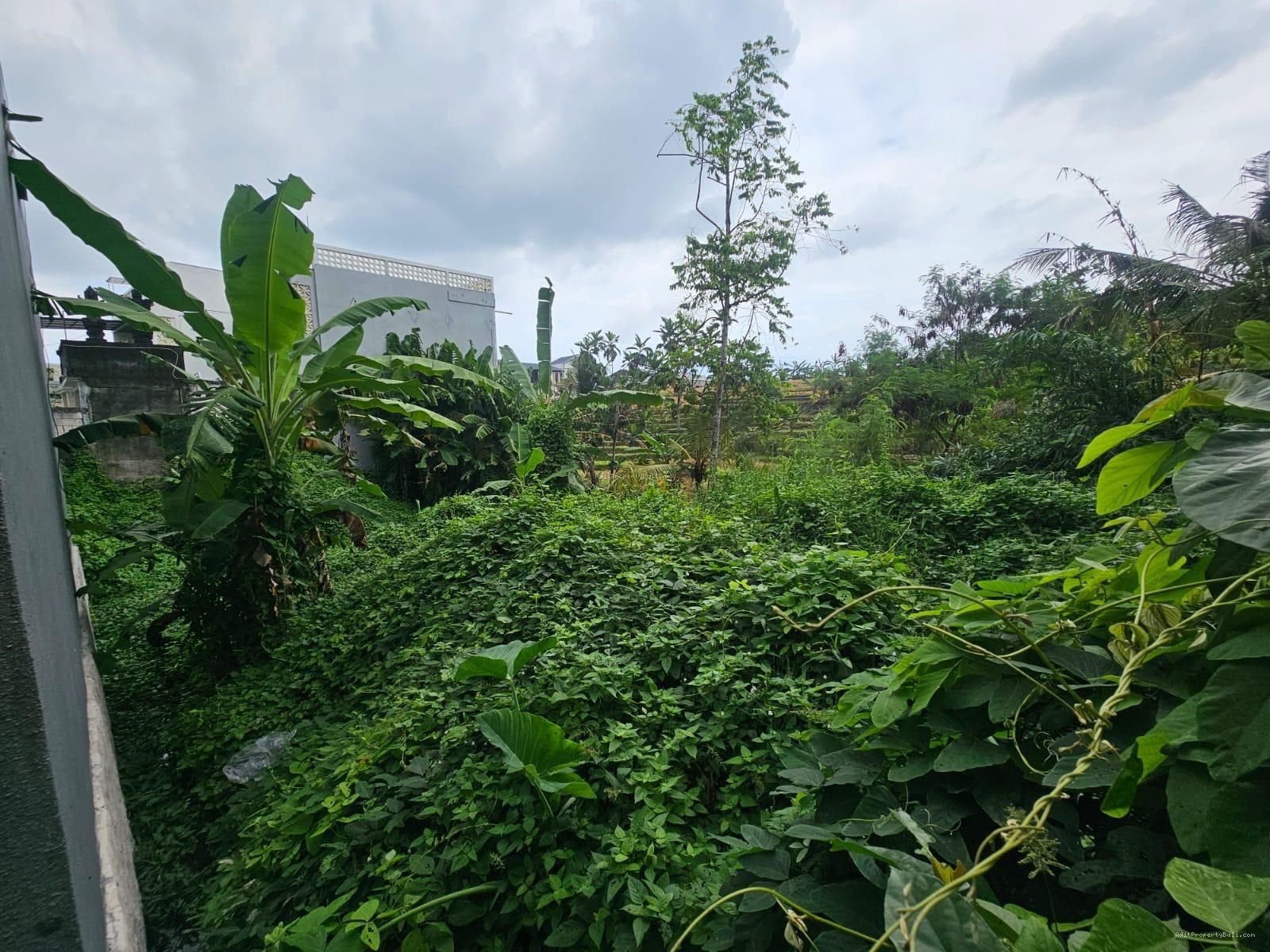 Tanah view sawah buduk mengwi
