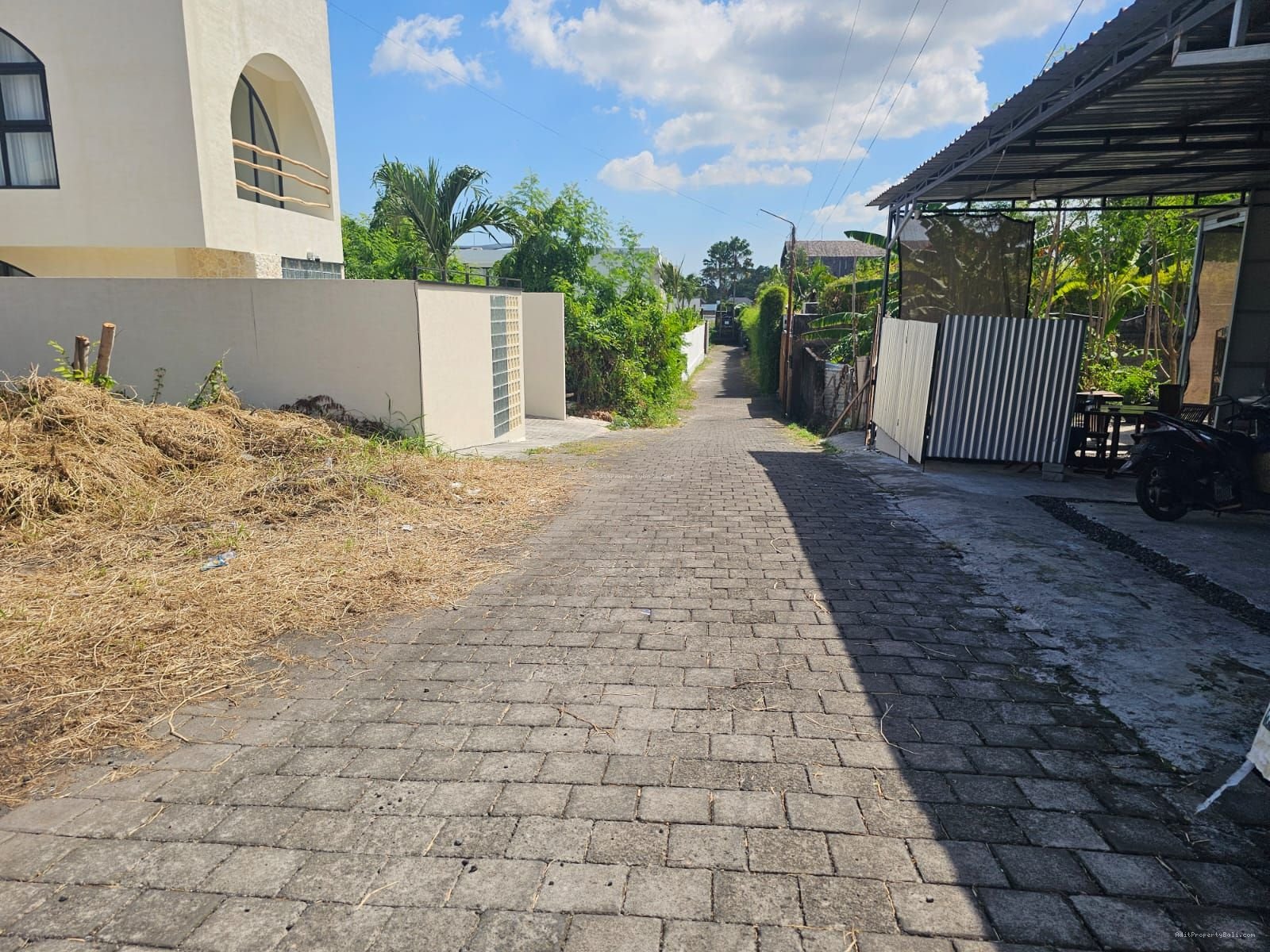 Tanah anggrek berawa canggu